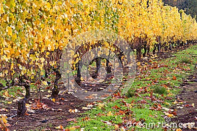 Dundee Hills Vineyards in Oregon Stock Photo