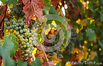 Vineyards in autumn Stock Photo