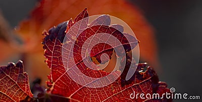 Vineyards in the autumn with red foliage. Stock Photo