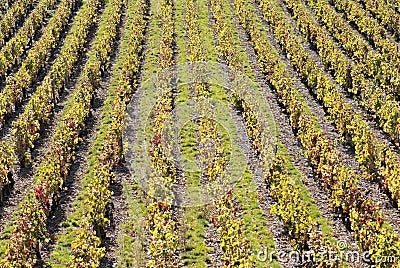 Vineyards in Beaujolais Stock Photo