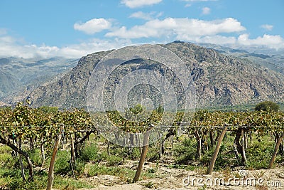 Vineyards in Cafayate, Argentina Stock Photo