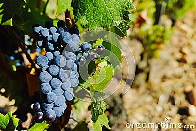 Vineyards in chateau, Chateauneuf-du-Pape, France Stock Photo