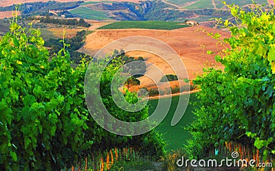 Vineyards in Chianti Stock Photo