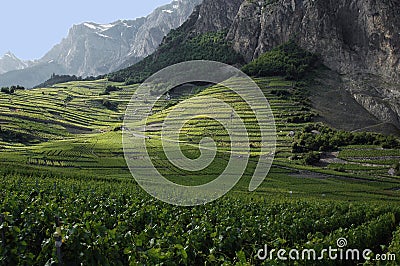 Vineyards at Chomoson in Switzerland Stock Photo