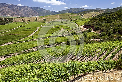 Vineyards in the Colchagua Valley - Chile Stock Photo