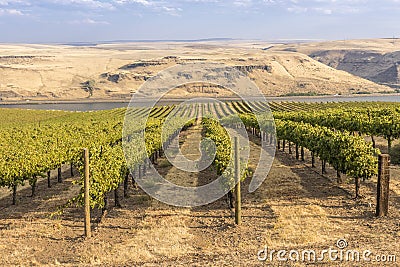 Vineyards in the Columbia River Gorge WA. Stock Photo