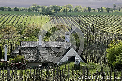 Vineyards and Farmhouse at Lake Balaton Stock Photo