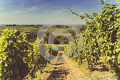 Vineyards field in Italy with sun Stock Photo