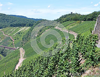 Vineyards fields in the Mosel Germany Stock Photo