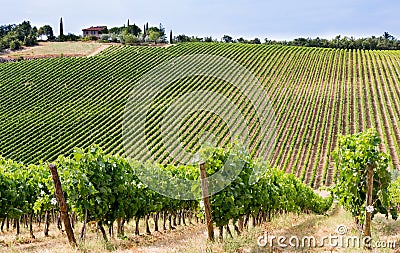 Vineyards flourish in Monte di Sotto of Chianti, Tuscany, Italy Stock Photo