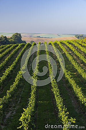 Vineyards with flovers near Cejkovice, Southern Moravia, Czech Republic Stock Photo