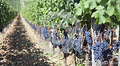 Vineyards in France Stock Photo