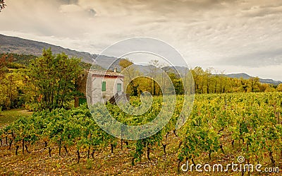 Vineyards in french countryside, Drome, Clairette de Die Stock Photo