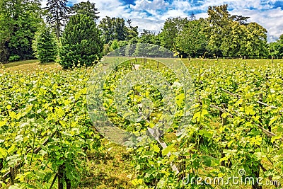 Vineyards in the French countryside. Stock Photo