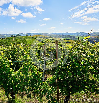 Vineyards of fresh grapes on the Langhe hills, Piedmont, Italy Stock Photo