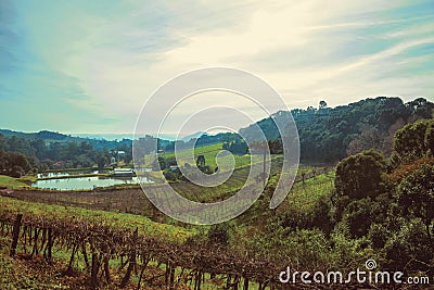 Vineyards going up the hill with woods Stock Photo