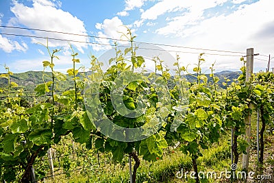 Vineyards with grape vines in early summer in Italy Stock Photo