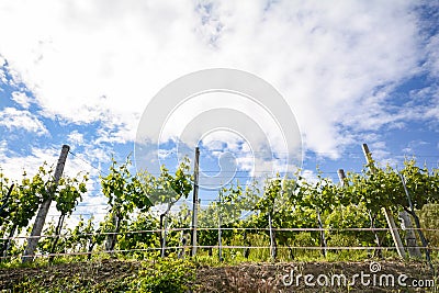 Vineyards with grape vines in early summer in Italy Stock Photo