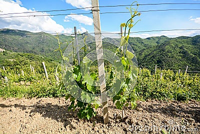 Vineyards with grape vines in early summer in Italy Stock Photo
