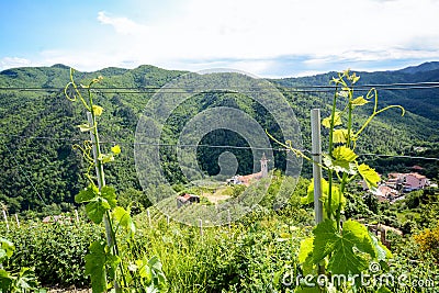 Vineyards with grape vines in early summer in Italy Stock Photo