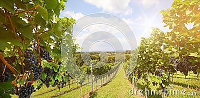 Vineyards with grapevine for wine production near a winery along styrian wine road, Austria Europe Stock Photo