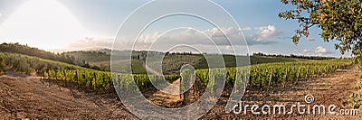 Vineyards with grapevine and winery along wine road in the evening, Tuscany, Italy Stock Photo