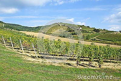 Vineyards at the hill side, Tokaj Stock Photo