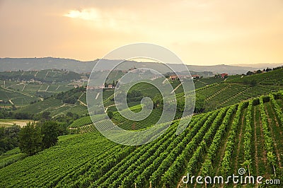 Vineyard and hills of the Langhe region. Piemonte, Italy Stock Photo