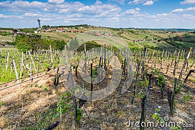 Vineyards in Lendavske Gorice in Slovenia - wine Stock Photo