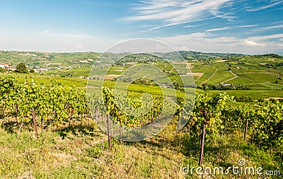Vineyards in the hills of Oltrepo& x27; Pavese, near Pavia Stock Photo