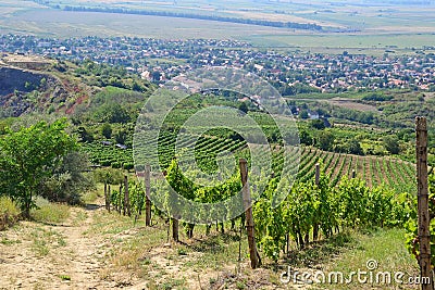 Vineyards on the hillside near Tarcal village, Hungary Stock Photo