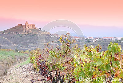 Vineyards in La Rioja, Spain. Stock Photo