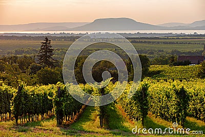 Vineyards with the Lake Balaton and the The Badacsony mountain at sunset in Hungary Stock Photo