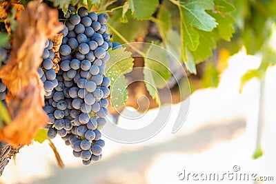 Vineyards with Lush, Ripe Wine Grapes on the Vine Ready for Harvest Stock Photo