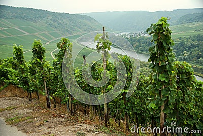 Vineyards in the Mosel Valley in Germany in autumn. Stock Photo