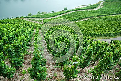 Vineyards in the Mosel Valley in Germany in autumn. Stock Photo