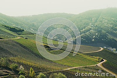 Vineyards of the Mosel valley Editorial Stock Photo