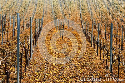 Autumn in the vineyards Stock Photo