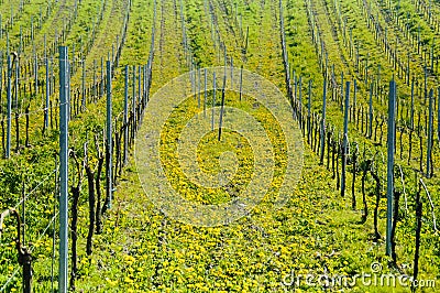 Spring in the vineyards Stock Photo