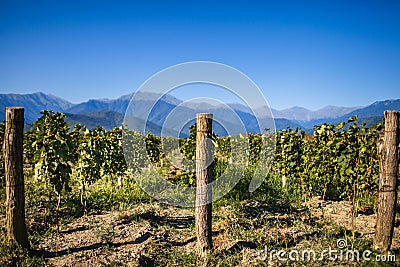 Vineyards with mountain views Stock Photo