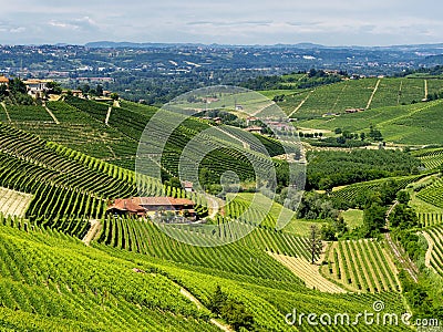 Vineyards near Barbaresco, Cuneo, in Langhe Stock Photo