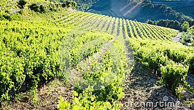 vineyards near Gigondas, Provence, France Stock Photo