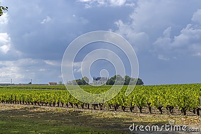 Vineyards near Margaux (Chateau Margaux), Bordeaux, Aquitaine, France Stock Photo