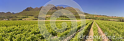 Vineyards near Stellenbosch in South Africa Stock Photo