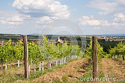 Vineyards near Hnanice, Southern Moravia, Czech republic Stock Photo