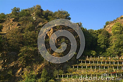 Vineyards on the old road called Via Francigena. Stock Photo