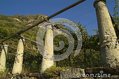 Vineyards on the old road called Via Francigena. Stock Photo