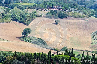 Vineyards and olive groves near San Gimignano, Siena Italy Stock Photo