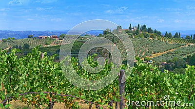 Vineyards and olive trees in a small village, Tuscany Stock Photo
