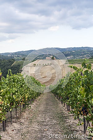 Vineyards in Oltrepo Pavese (Italy) Stock Photo